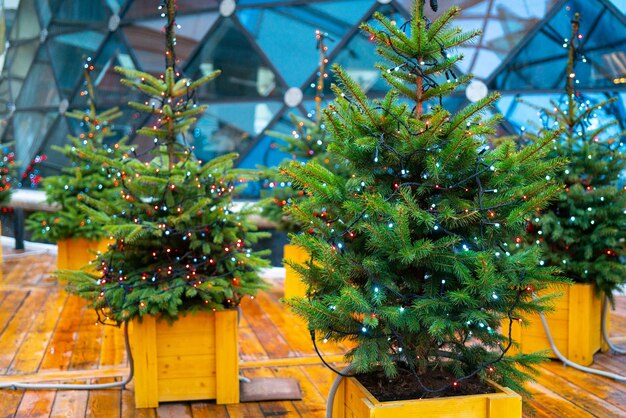 Sapin de Noël et guirlande électrique d'ampoules