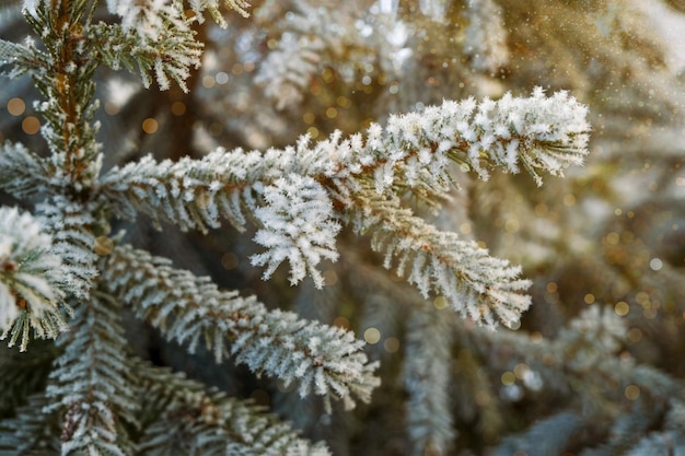 Sapin de Noël avec guirlande lumineuse. Abstrait de vacances de nouvel an. Givre sur les branches d'épinette