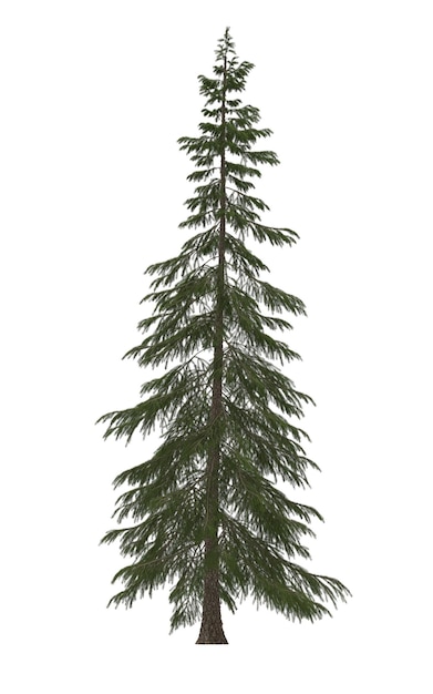 Sapin de Noël pin vert isolé sur fond blanc conception de bannière illustration 3D rendu cg