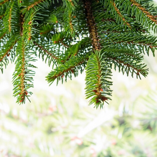 Photo le sapin de noël