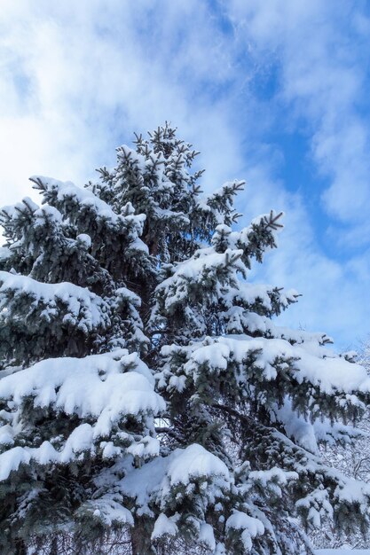 Sapin recouvert de neige aux beaux jours