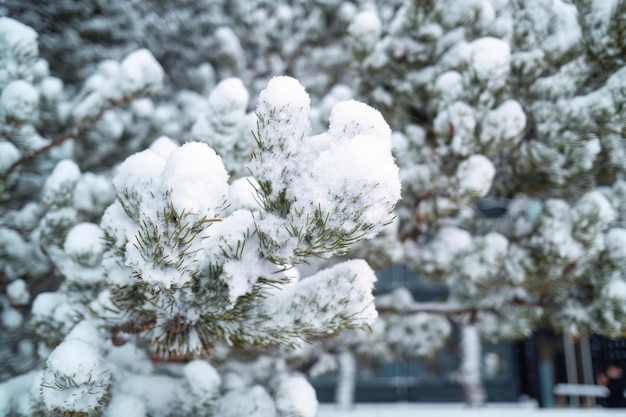 Un sapin recouvert de neige en hiver