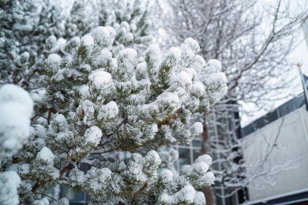 Photo un sapin recouvert de neige en hiver