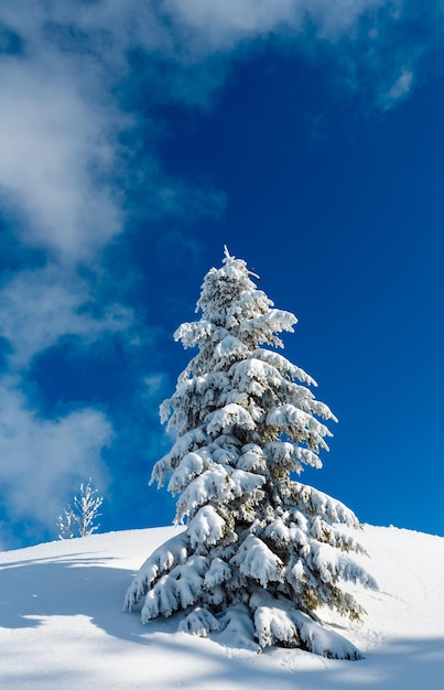 Sapin recroquevillé de neige d'hiver en montagne