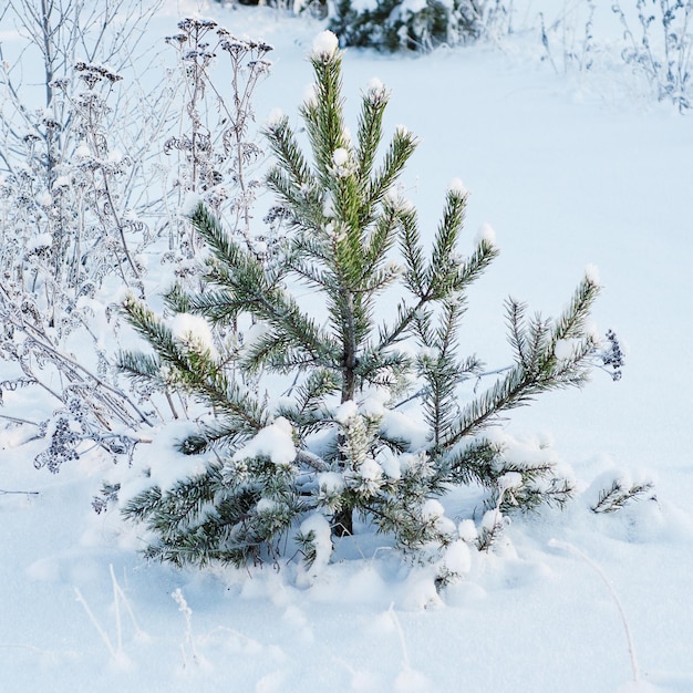 Sapin sous la neige, fond nordique naturel