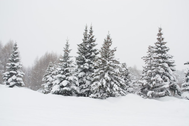 Sapin sous la neige