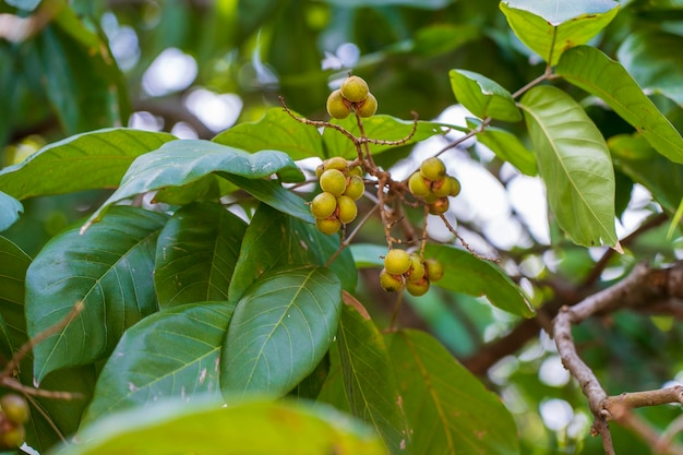 Sapindus rarak est une espèce de soapberry c'est un arbre à feuilles caduques sur une journée ensoleillée sur l'île de Zanzibar Tanzanie Afrique