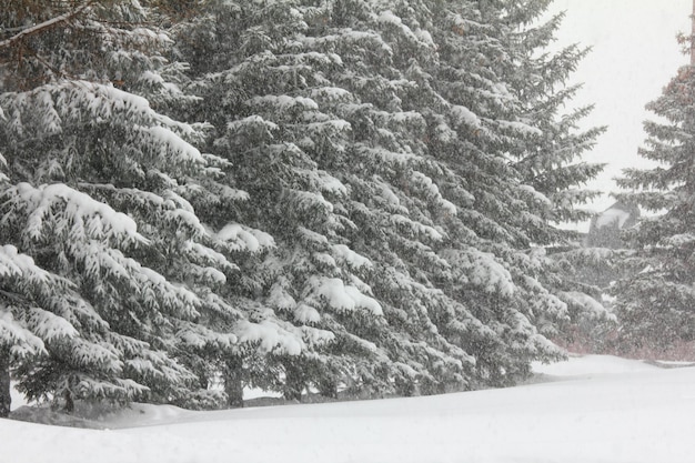 Sapins et chutes de neige