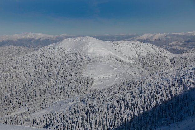 Sapins couverts de neige blanche pelucheuse dans les montagnes d'hiver Carpates