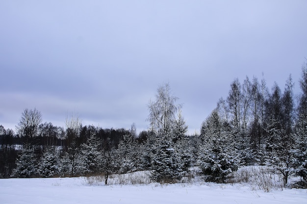 Sapins couverts de neige en froide journée d'hiver. Caractère saisonnier en Europe de l'Est.