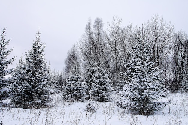 Sapins couverts de neige en froide journée d'hiver. Caractère saisonnier en Europe de l'Est.