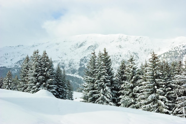 Des sapins couverts de neige sur une montagne d'hiver dans les Alpes françaises