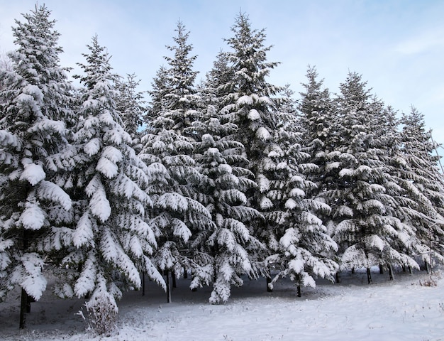 Sapins dans la neige d'hiver