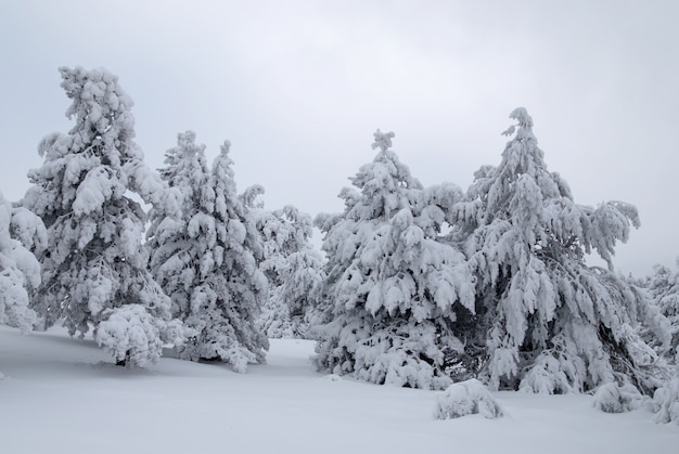 Sapins dans la neige d'hiver