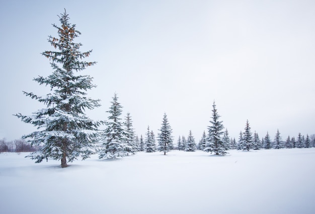 Sapins dans la neige d'hiver