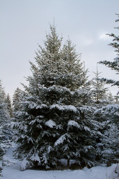 Sapins dans la neige