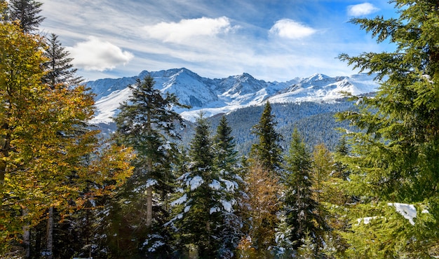 Sapins dans les Pyrénées françaises avec Pic du Midi de Bigorre