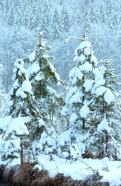 Sapins enneigés au pied de la montagne.