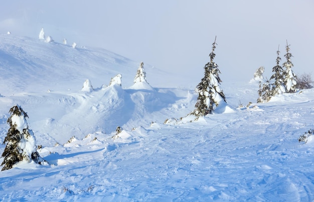 Sapins enneigés sur la colline du matin d'hiver par temps nuageux.