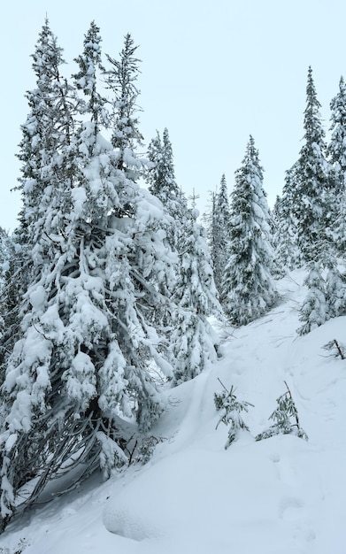 Sapins enneigés sur la colline d'hiver dans les Carpates.