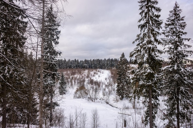 Sapins enneigés dans la forêt d'hiver. Paysage d'hiver froid en Russie.