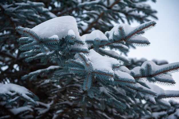 Sapins enneigés dans la forêt de montagne