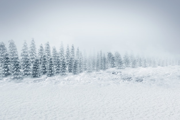 Sapins enneigés avec fond de ciel bleu