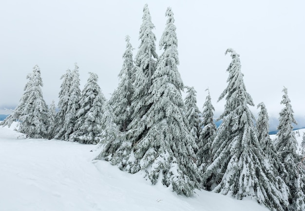 Sapins enneigés glacés sur la colline d'hiver (Carpates).