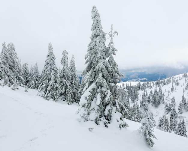 Sapins enneigés glacés sur la colline d'hiver par temps nuageux (Carpates).