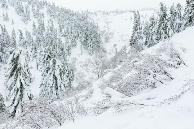 Sapins enneigés glacés sur la colline d'hiver par temps nuageux (Carpates).