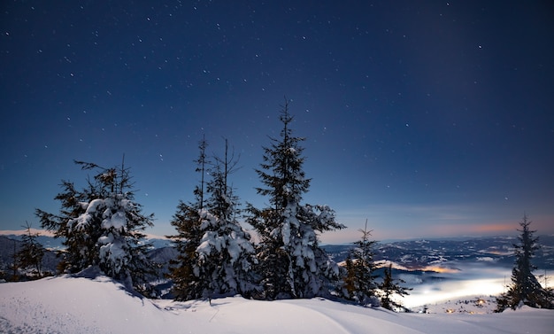 Des sapins enneigés de paysages nocturnes fascinants poussent parmi les congères. Concept de beauté de la nature nordique. Concept des aurores boréales