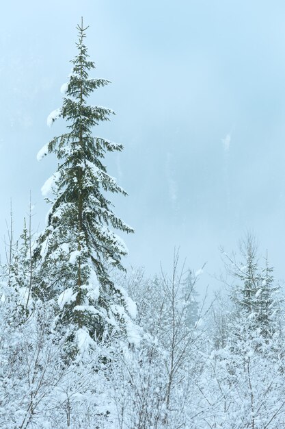 Sapins enneigés sur le versant de la montagne. Vue brumeuse.