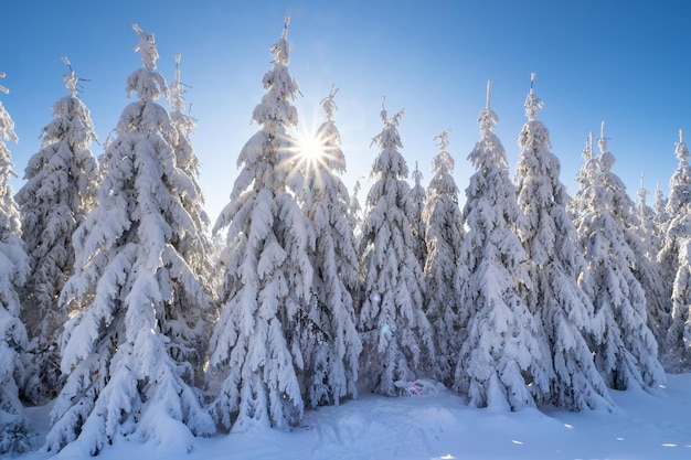 Sapins d'hiver avec des rayons de soleil Arbres couverts de neige profonde