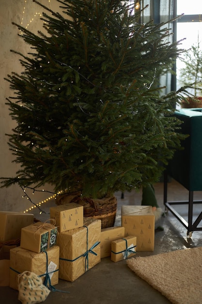 Sapins De Noël Verts Vivants En épicéa Dans Des Paniers En Osier Coffrets Cadeaux à L'intérieur Sur Un Sol En Béton