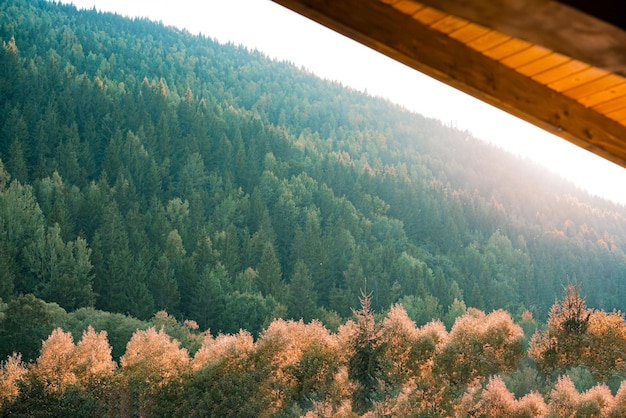 Sapins et pins dans les montagnes grandissent vue de la maison Forêt de conifères sauvages au coucher du soleil Logement Solitude Paix Propriété Ranch À l'extérieur Nature sauvage Tranquillité Alpiniste