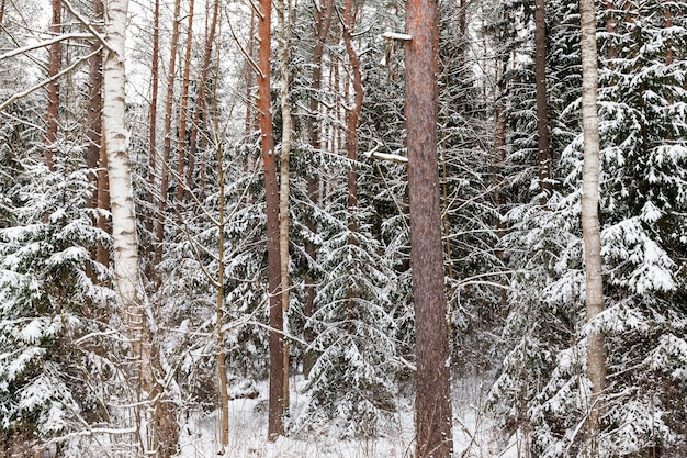 Sapins et pins en hiver, conditions hivernales dans le parc ou la forêt et les sapins, hiver glacial après les chutes de neige avec de longs pins ou sapins