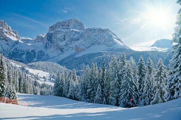 Sapins sur un versant de montagne