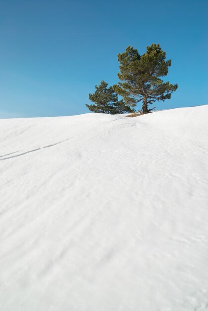 Sapins verts dans les montagnes enneigées.