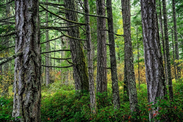 Sapins à Victoria, île de Vancouver, BC Canada