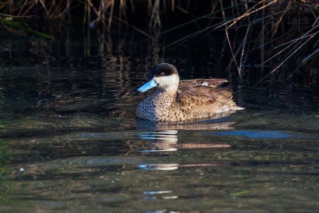 Sarcelle annelée (Callonetta leucophrys) nageant sur un lac à Londres