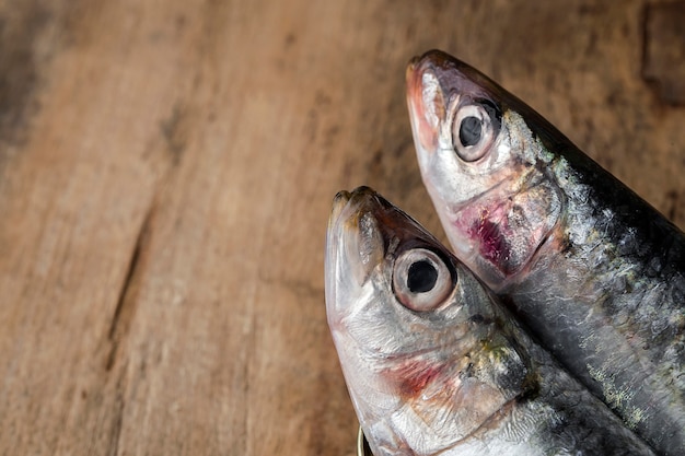 Sardines en conserve crues