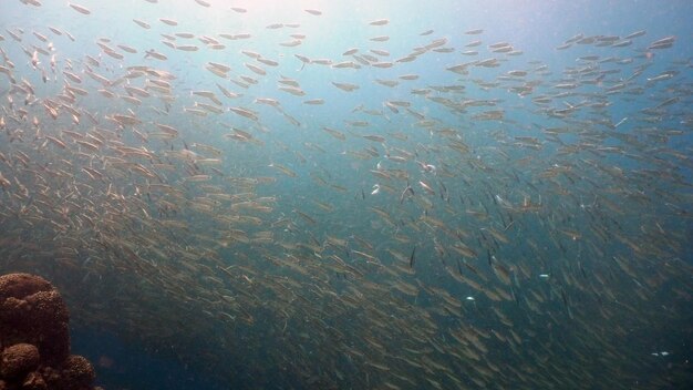 Photo des sardines sur l'eau bleue