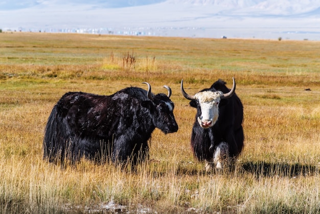 Sarlyks yacks domestiqués sur un pâturage dans la steppe du district de KoshAgachsky République de l'Altaï Russie