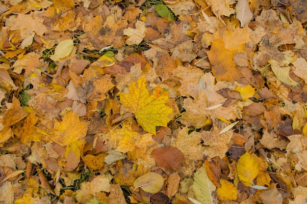 Sarpet de feuilles de forêt tombées Fond avec des feuilles d'automne colorées Feuilles d'automne tombées colorées Fond de feuilles d'automne