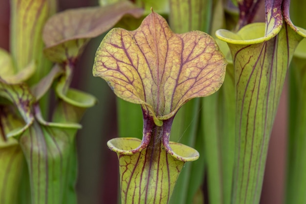 Sarracenia sarracénie d'Amérique du Nord