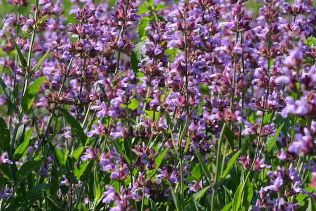 Sauge cultivée variétale - fleur d'herbe aromatique médicinale sur une journée d'été ensoleillée en gros plan