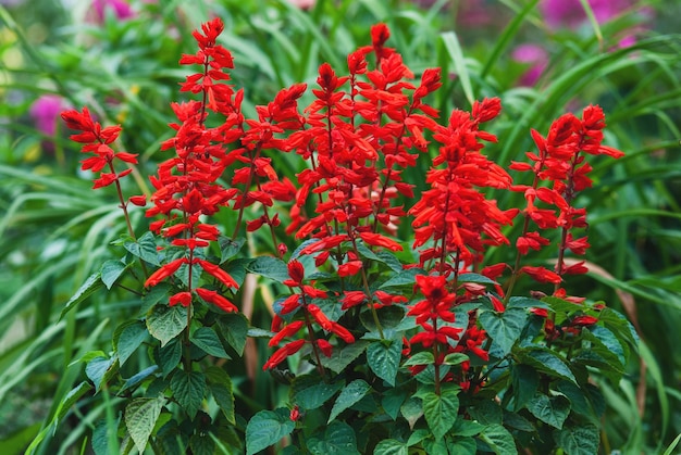 Sauge écarlate Salvia splendens Vista Red fleurit dans le lit de jardin