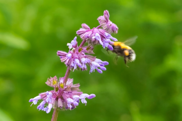 Sauge en fleurs de brindille et une abeille recueillant du pollen, sur un fond vert de plantes