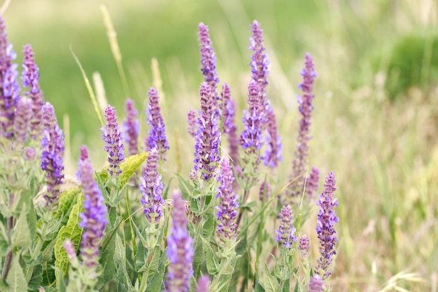 La sauge en fleurs dans le jardin La clairière sauvage dans la nature Paysage d'été