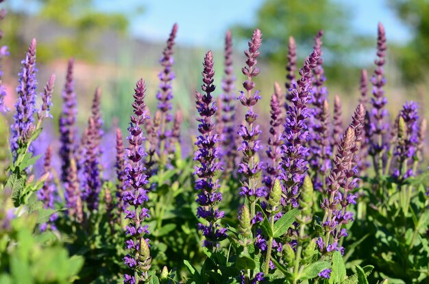 La sauge en fleurs en gros plan dans le jardin